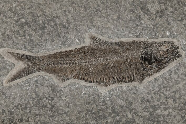 Detailed Fossil Fish (Knightia) - Wyoming #211178